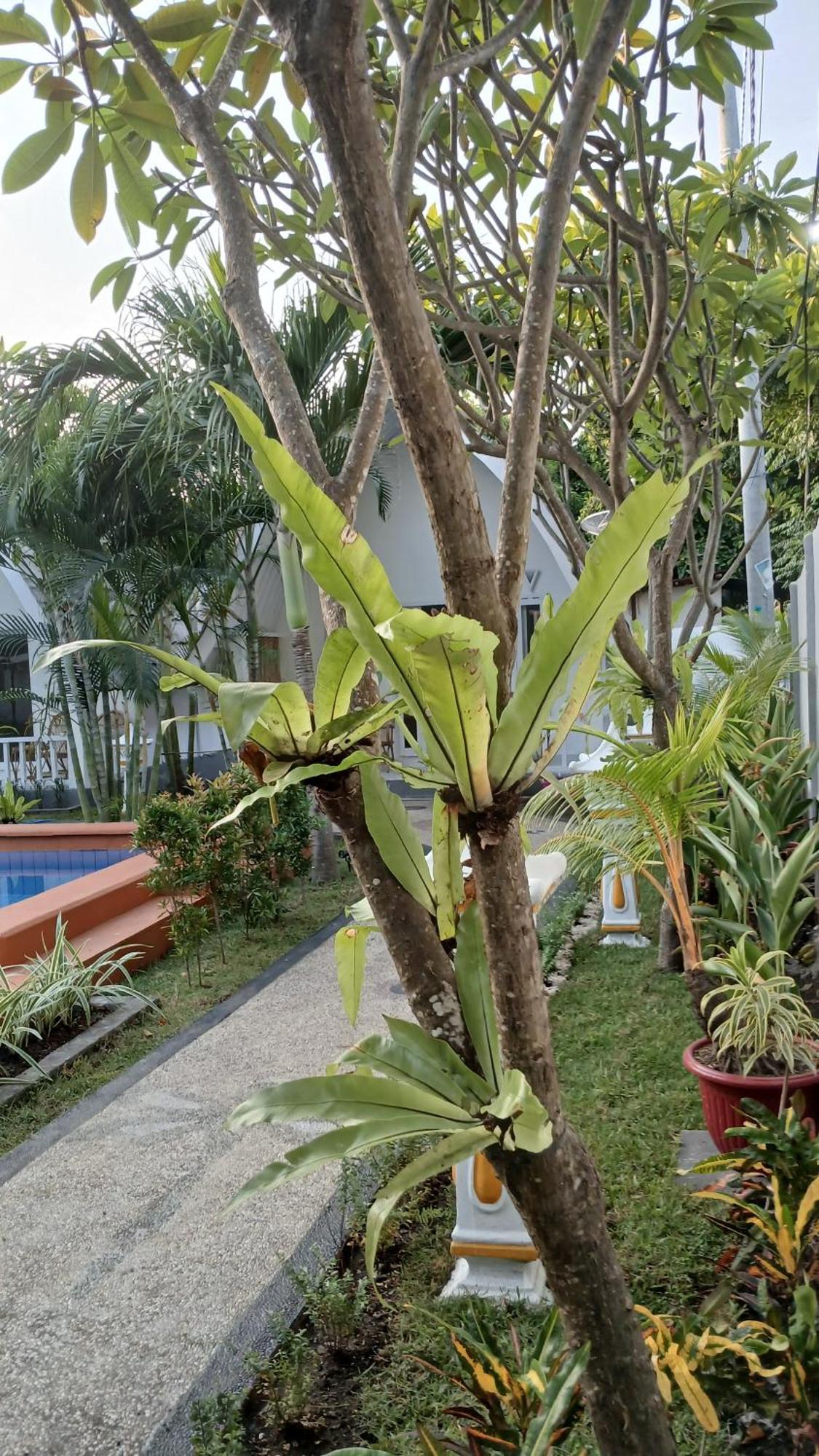 New Balengku Dua Hotel - Adults Only 吉利阿尔 外观 照片